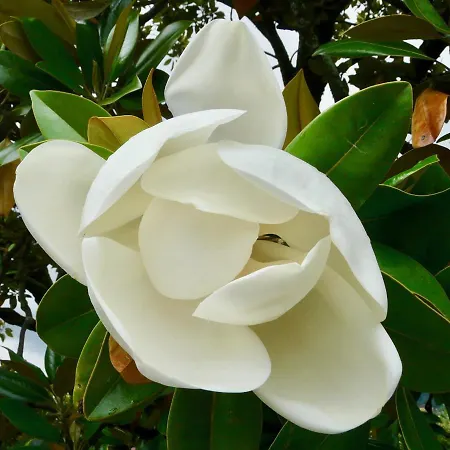 Magnolia : Superbe Deux-Pieces Quartier Du Chateau Pau Buitenkant foto