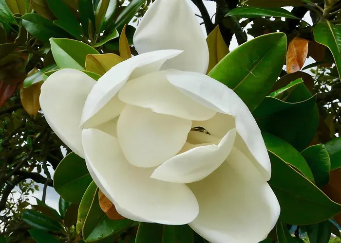 Magnolia : Superbe Deux-Pieces Quartier Du Chateau